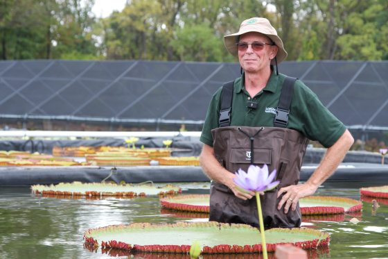 A person in brown waders, standing in a pool of waterlilies, smiling. 